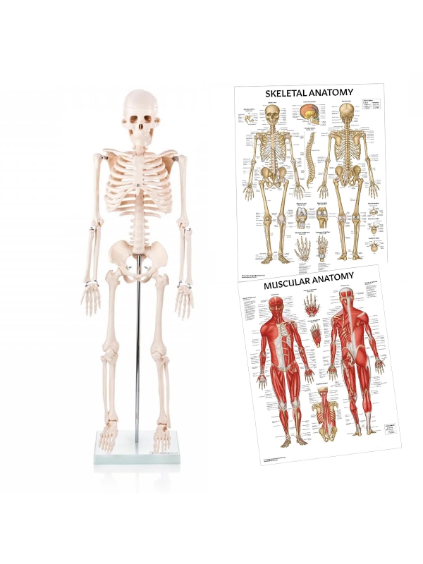 Human Skeleton Model (Articulated) 5.8 Feet Tall 96